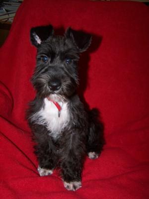 Female schnauzer hot sale haircut