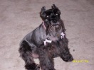 Miniature Schnauzer Lucy