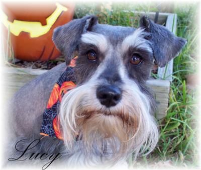 Miniature Schnauzer Lucy-Belle