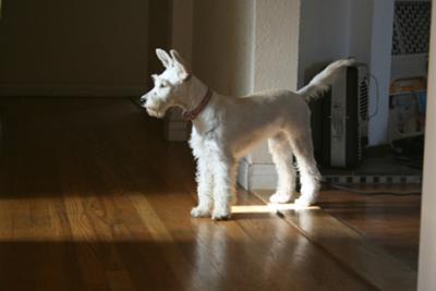 Miniature Schnauzer Lunna