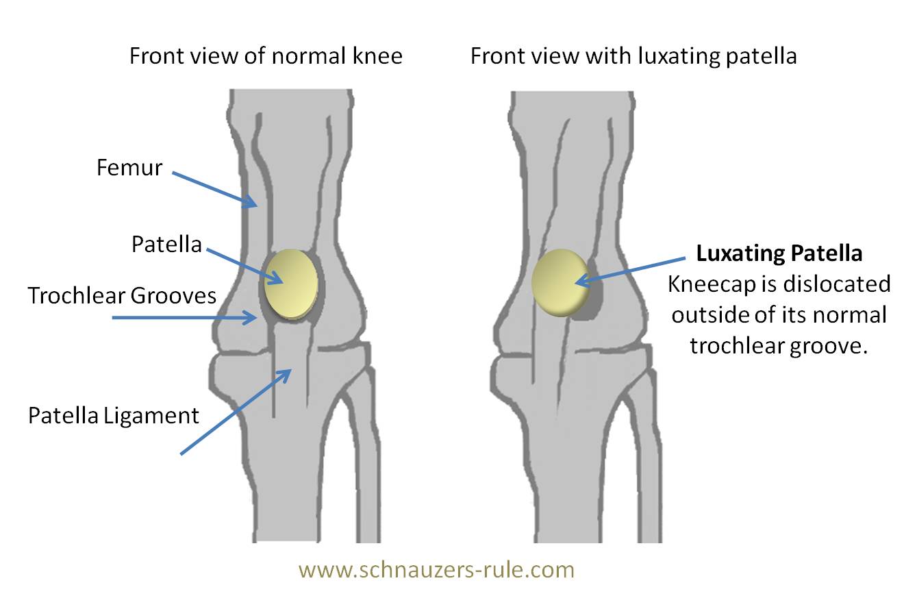 Luxating Patella in Dogs