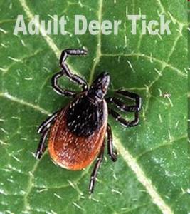 Deer Tick