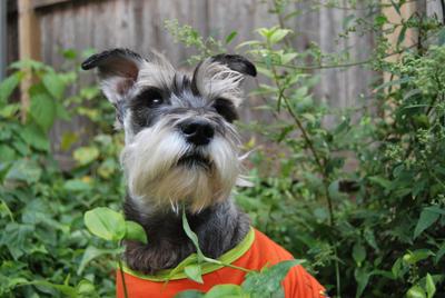 Miniature Schnauzer Lyncoln Halloween