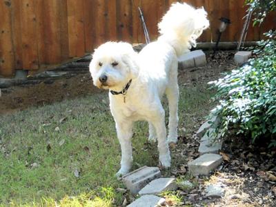 Maddie Schnoodle