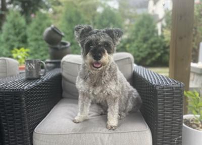 Mini Schnauzer Mae