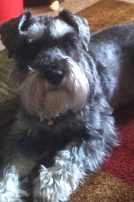 Mini Schnauzer Mary Lou