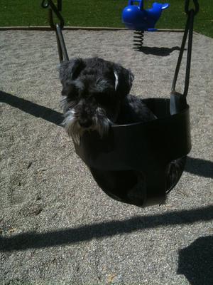 Swinging at the park