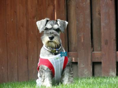 Miniature Schnauzer Max