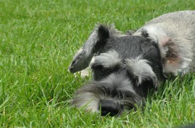 Miniature Schnauzer Max