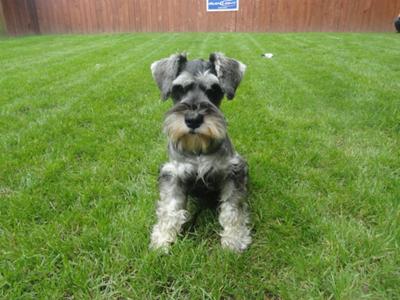 Miniature Schnauzer Max