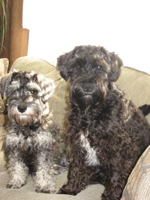 Schnauzers Maximus and Kaira