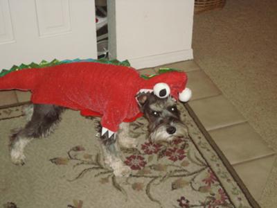 Halloween Schnauzer Sherlock the Dragon