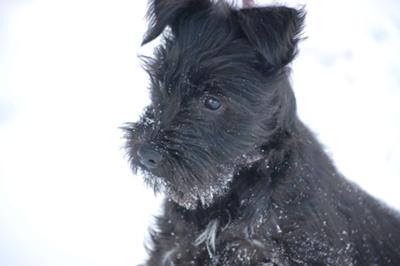 Miniature Schnauzer McKinley