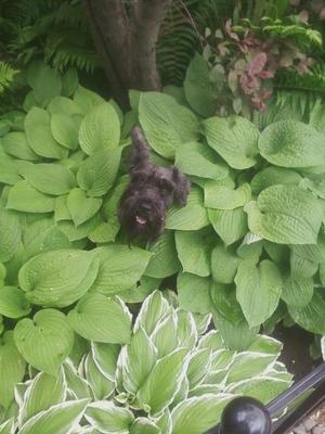 Gomer in the Hosta's!