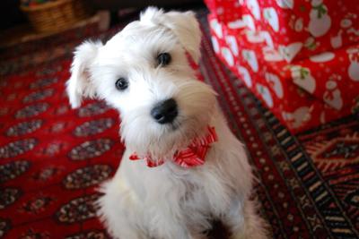 White Mini Schnauzer Brody Boy