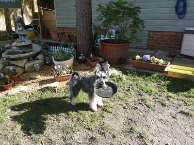 It's a Frisbee not a plant pot.. ! 