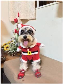 Santa Lulu