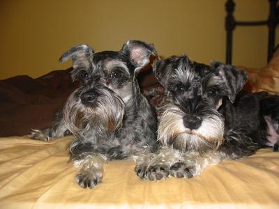 Mini Schnauzers Millie & Otto