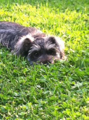 Miniature Schnauzer Milo