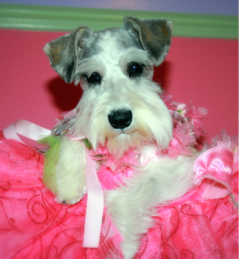 Miniature Schnauzer Flossy 