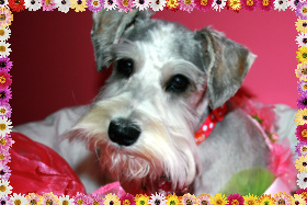 Miniature Schnauzer Flossy 