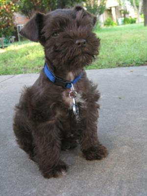 miniature schnauzer puppy