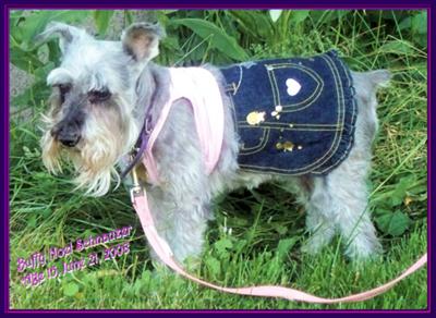 Miniature Schnauzer, Buffy Noel on her 15th birthday