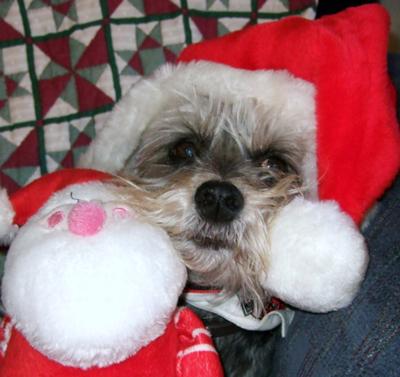 Christmas Schnauzer Gumby