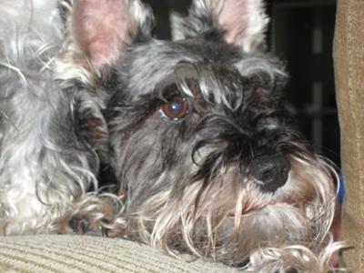 Miniature Schnauzer Halo