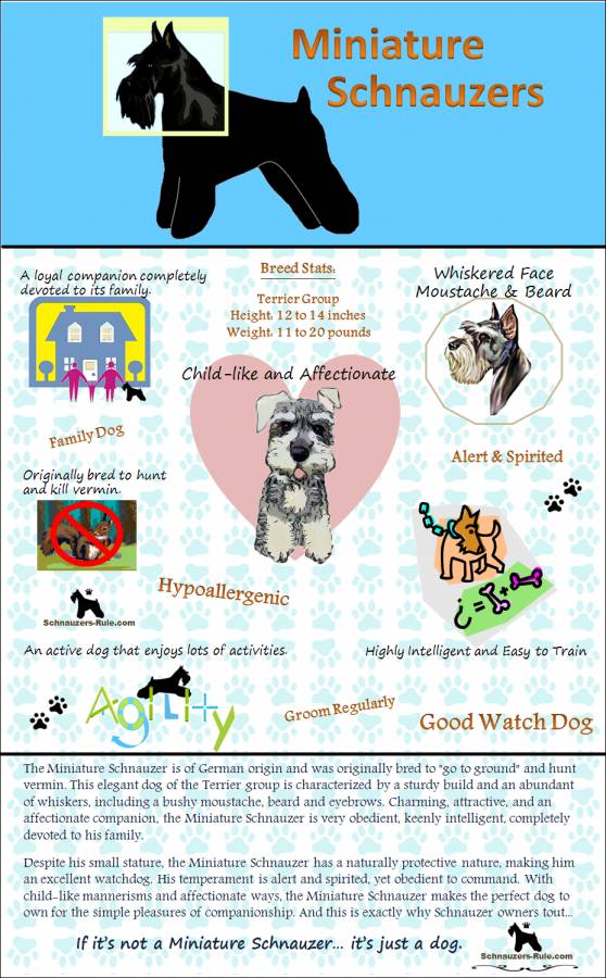 Toy Schnauzer Size Chart