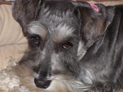 Miniature Schnauzer, Lucy-Belle  -- Schnauzer of the Month April 2010