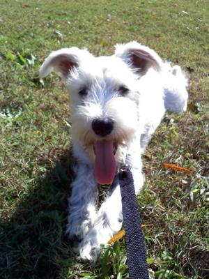 Miniature Schnauzer, How CUTE is my Maggie Lou :)!!