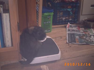 Am I  a good weight?