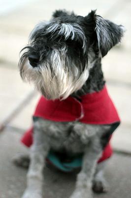 Mini Schnauzer Rosita 