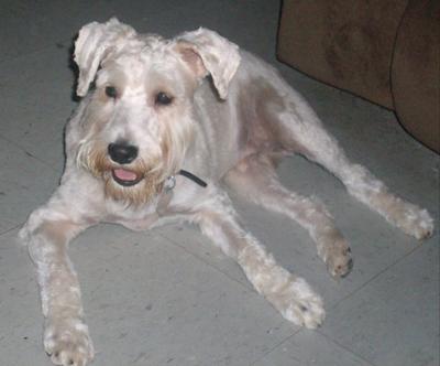 Miniature Schnauzer Snoopy