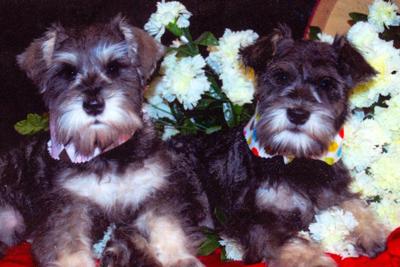 Alex and Hayden with a Bucket of Mums