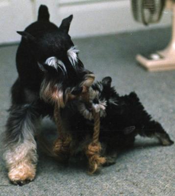 Radon plays tug of war with a 12 week old puppy