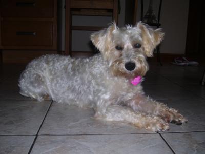 Miniature Schnauzer Almond