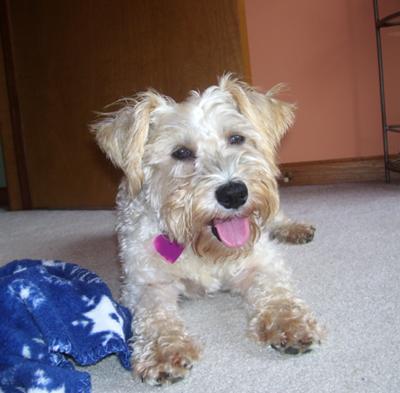 Miniature Schnauzer Almond