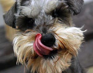 This was taken JUST after he stole a buscuit from his box - licking his lips to hide the evidence!