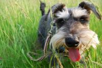 This is a picture of Archie in the grass, out on a walk