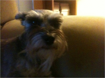Miniature Schnauzer Audrey