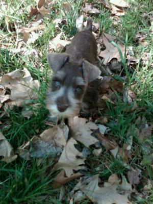 Miniature Schnauzer Augie