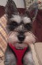 Miniature Schnauzer Bailey Collins