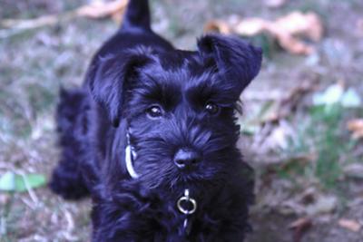 miniature schnauzer adult weight