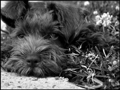 Miniature Schnauzer, Barksdale