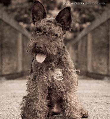 Miniature Schnauzer Barksdale