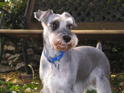 Miniature Schnauzer 