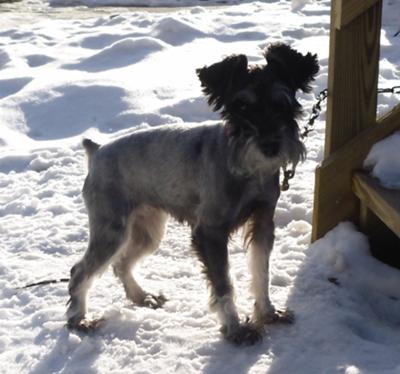 Miniature Schnauzer, Bella