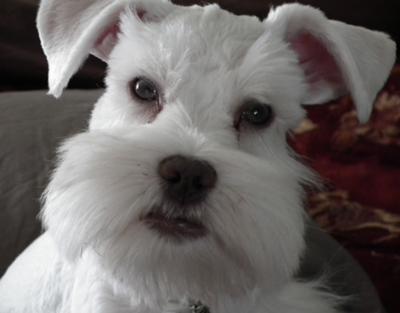 Miniature Schnauzer Blizzard